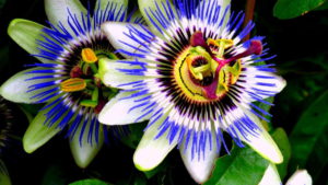 Een foto van Markoesa bloemen Markoesa bloemen