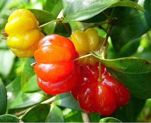 Een foto van de Surinaamse Kers Surinaamse Kers